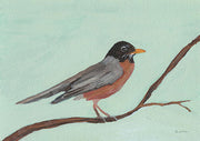 Robin