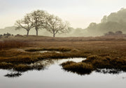 Bare oak trees on a hill above a foggy marsh with still water reflections
