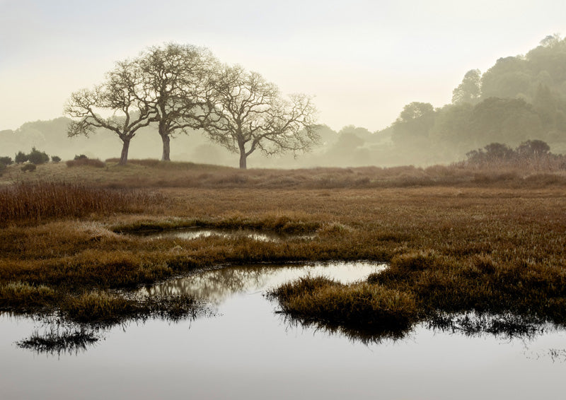 Bare oak trees on a hill above a foggy marsh with still water reflections