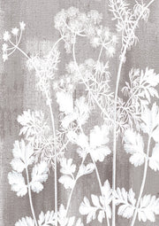 White botanical silhouettes of cow parsley and foliage on a textured grey background