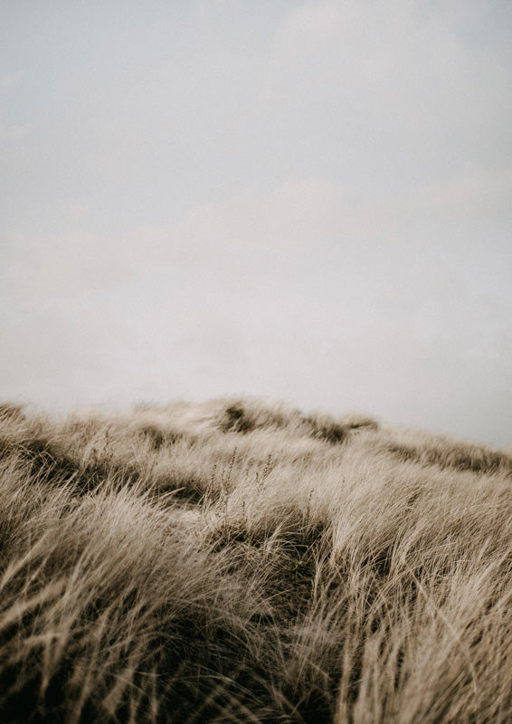 Photograph of a beach grass dune under a pale hazy sky