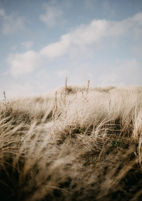 Pale beach grass on a sandy dune against a blue sky with soft white clouds
