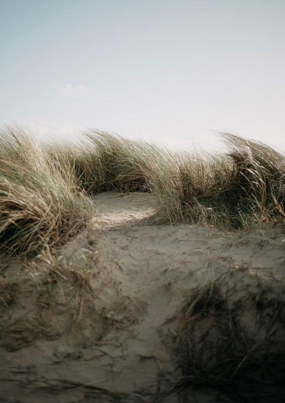Photograph of windswept beach grass on a sand dune under a pale sky