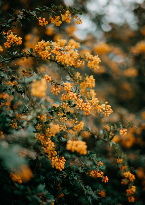 Golden-orange blossoms and berries on a branch against dark green blurred foliage