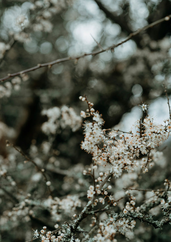 Close-up of white blossom clusters on bare branches with a blurred grey-green background