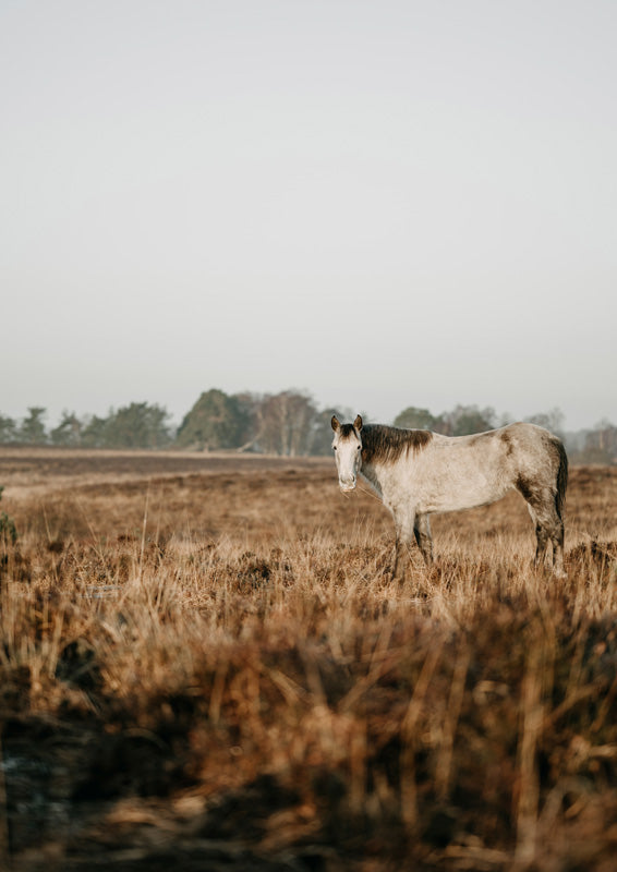 Grey horse standing in a dry tan grass field with hazy sky and distant tree line