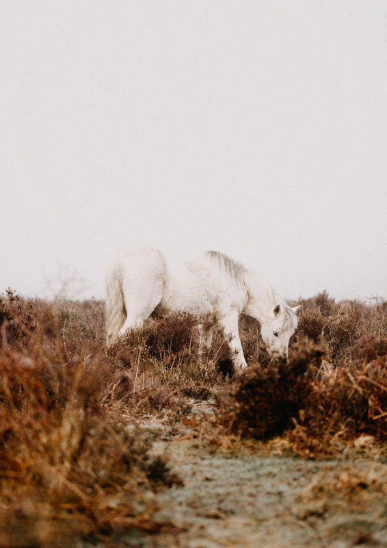 White horse grazing head-down in a field of rust-brown heath under a pale grey sky
