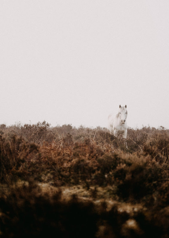 White horse standing in a field of dry brown heath under a pale grey sky