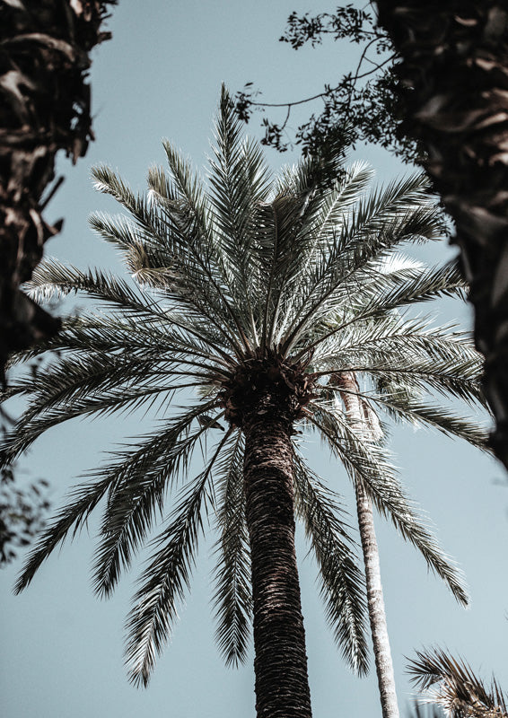 Palm tree canopy photographed from below against a pale blue sky