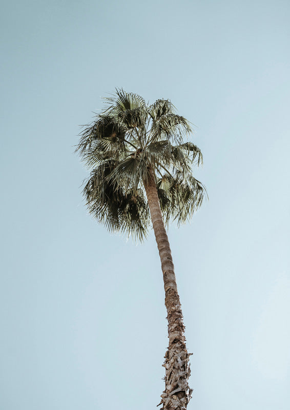 Low angle photograph of a single palm tree against a pale blue sky