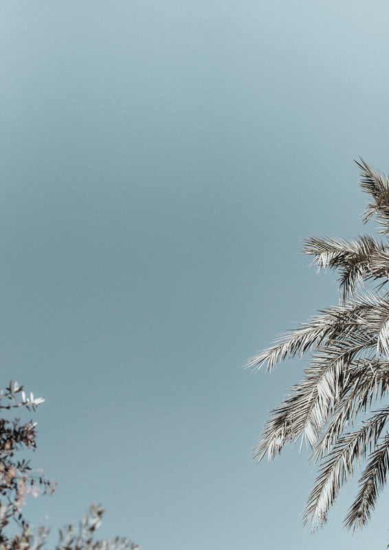 Pale blue sky with palm fronds in lower right and small leafy branch in lower left corner