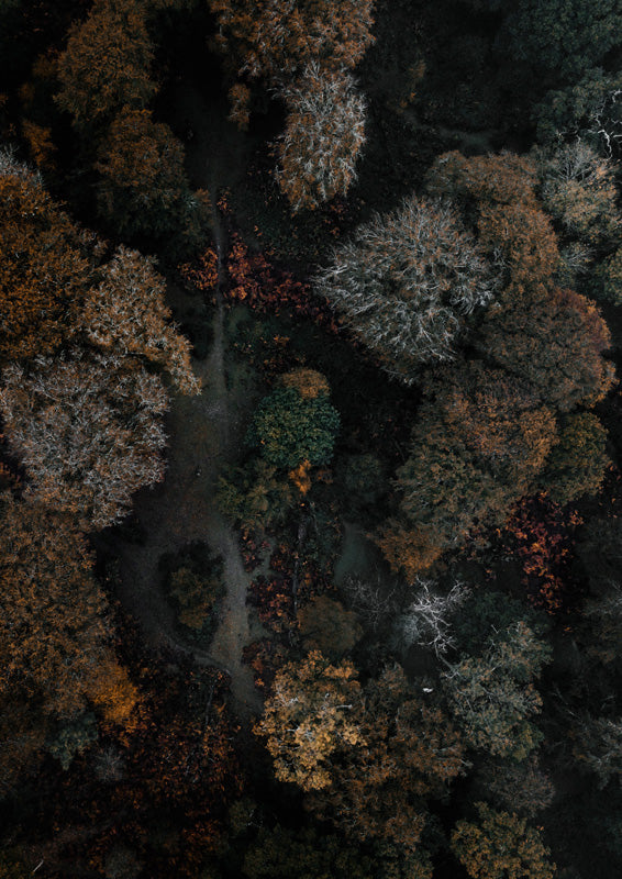 Aerial view of an autumn forest canopy with orange, rust and pale trees