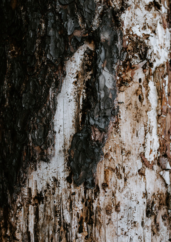 Close-up of tree bark with charcoal-black char against pale weathered wood grain
