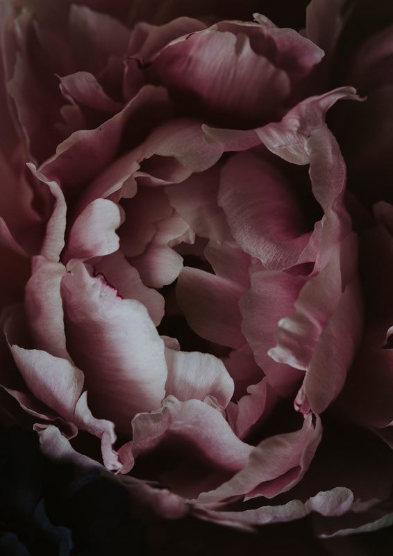 Macro photograph of a peony flower with layered pink and maroon petals against a dark background