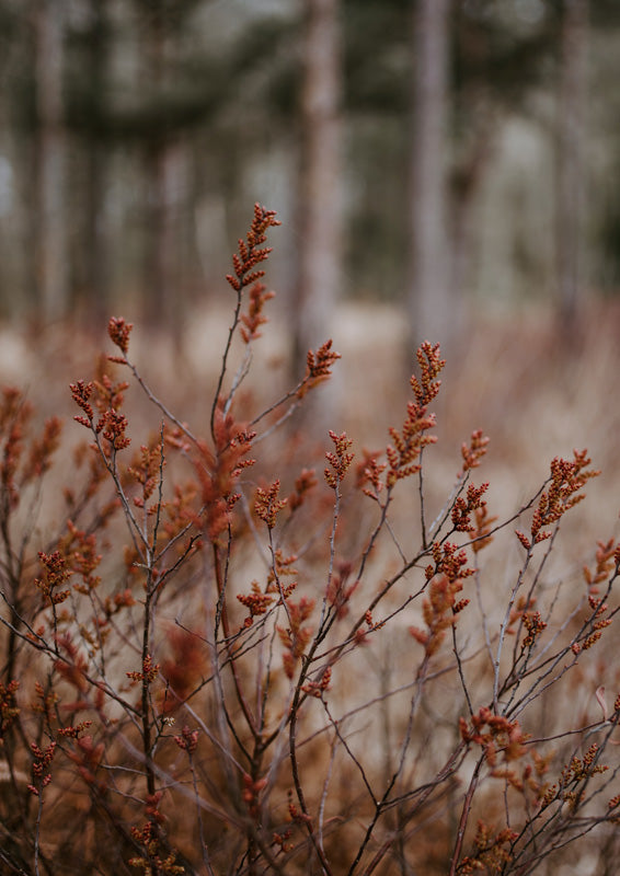 Close-up of rust-coloured budding branches against a blurred forest background