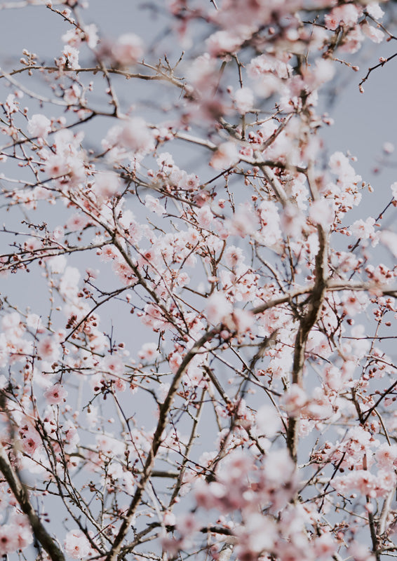Photograph of cherry blossom branches against a pale grey-blue sky