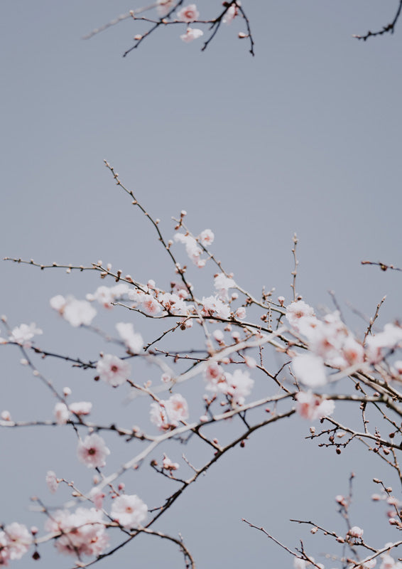 Botanical Cherry Blossom 2