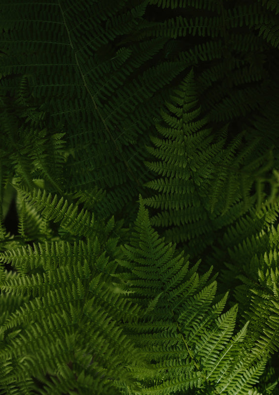 Close-up photograph of dense green fern fronds lit against dark shadow