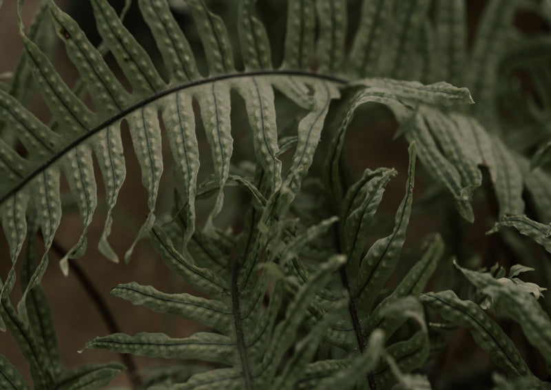 Close-up photograph of fern fronds with textured spore patterns against a dark background