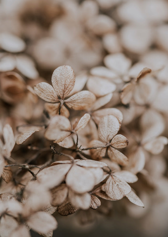 Close-up photograph of dried hydrangea flowers in cream, tan and brown tones