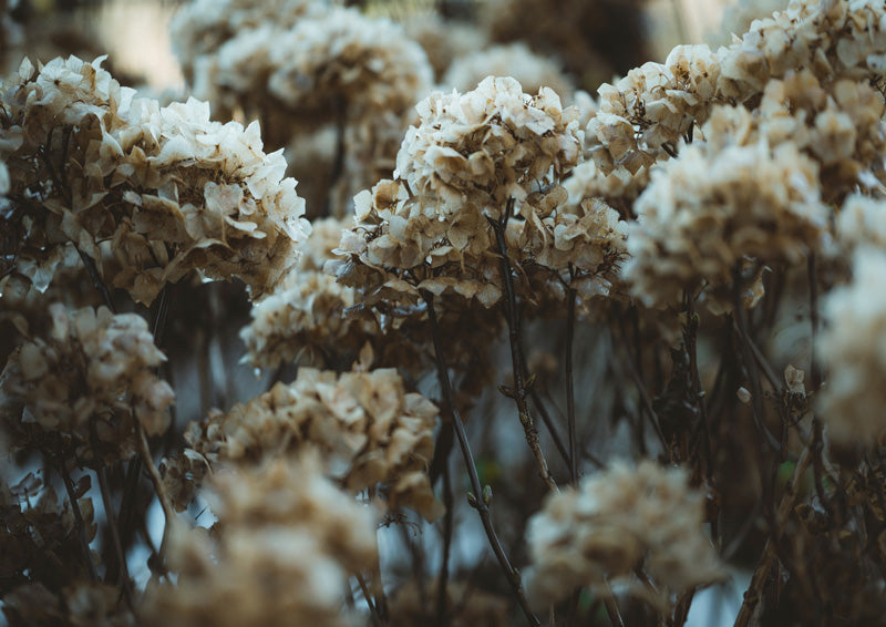 Close-up photograph of dried brown and cream hydrangea flower clusters on thin stems