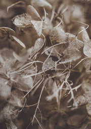 Macro photograph of dried hydrangea petals and skeletal leaves in sepia tones with lace-like vein detail.