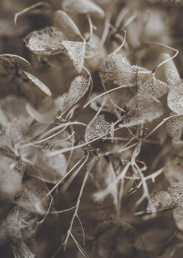Macro photograph of dried hydrangea petals and skeletal leaves in sepia tones with lace-like vein detail.