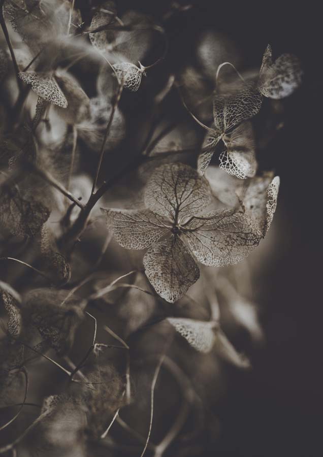 Close-up photograph of dried, lace-like hydrangea petals in sepia and charcoal tones