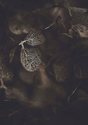 Close-up photograph of a translucent, veined hydrangea leaf among dried botanical foliage in dark tones