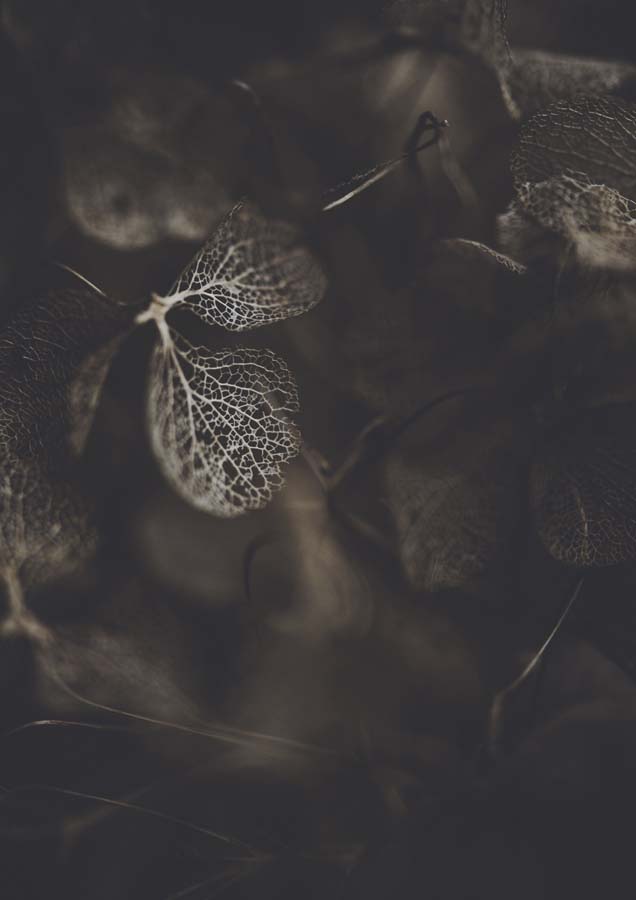 Close-up photograph of a translucent, veined hydrangea leaf among dried botanical foliage in dark tones