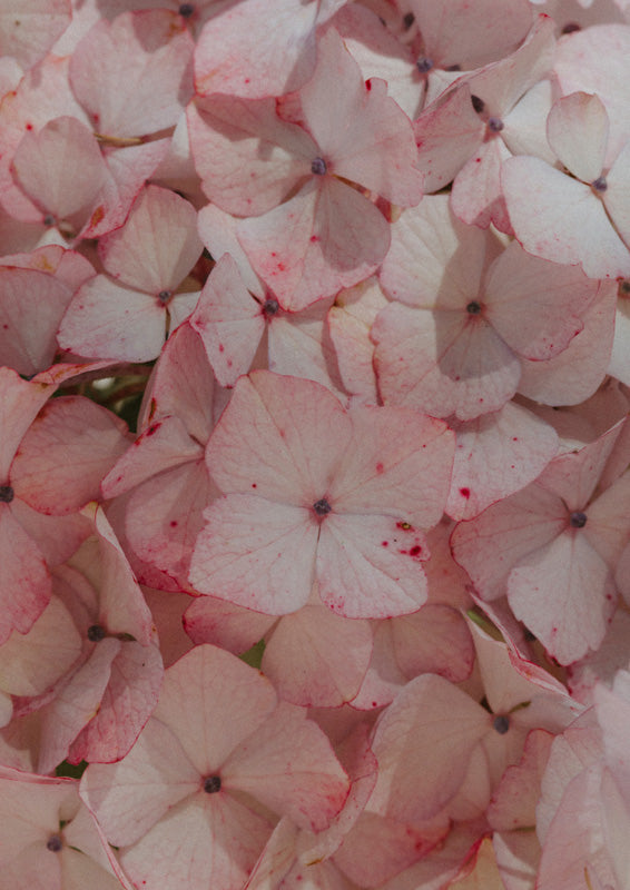 Close-up of pink and cream hydrangea petals clustered densely across the frame