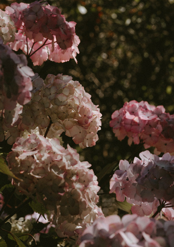 Close-up photograph of pink and cream hydrangea blooms against a dark, blurred garden background.