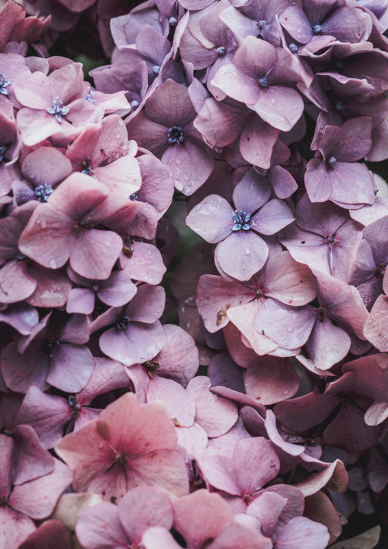 Botanical Hydrangea Fresh 3