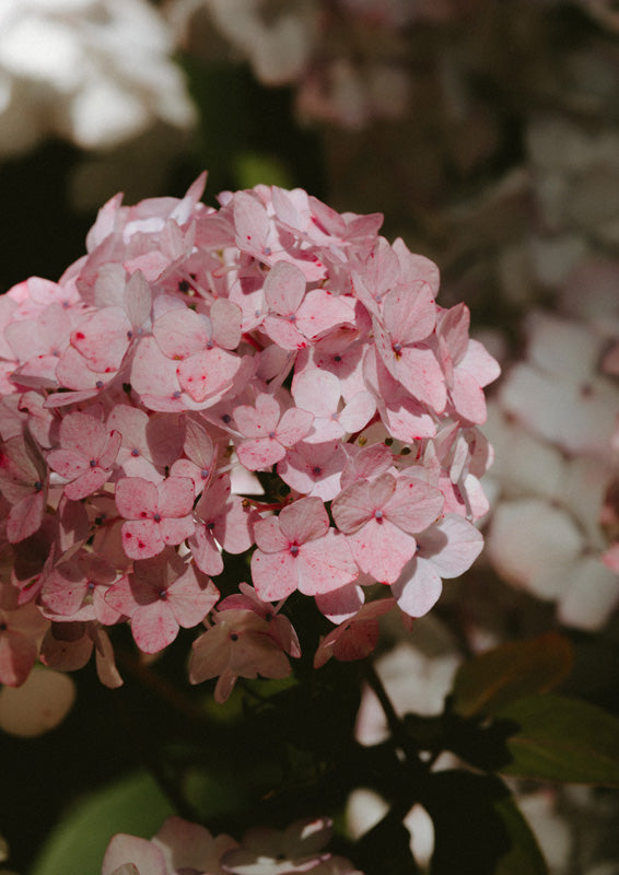 Close-up of pink hydrangea florets with blurred white blooms and dark foliage