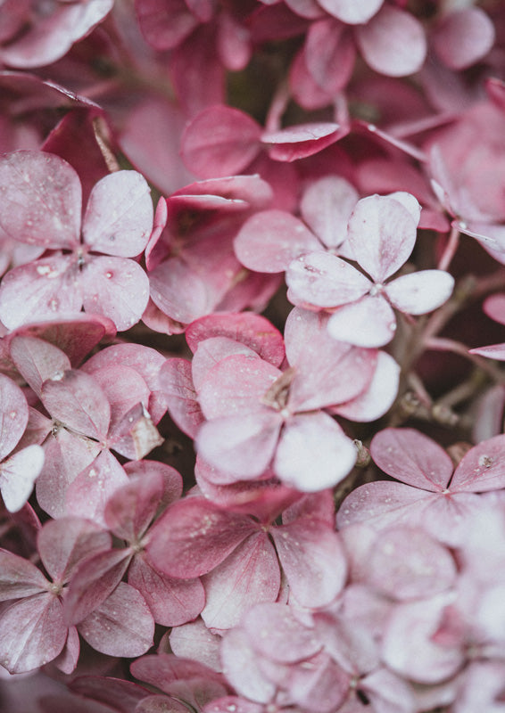 Close-up of dusty pink hydrangea petals clustered together with soft water droplets