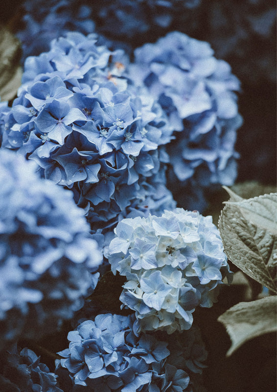 Close-up photograph of blue and white hydrangea blooms with sage green leaves in soft light