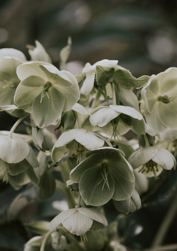 Close-up of pale green and cream botanical blooms with soft blurred dark foliage background