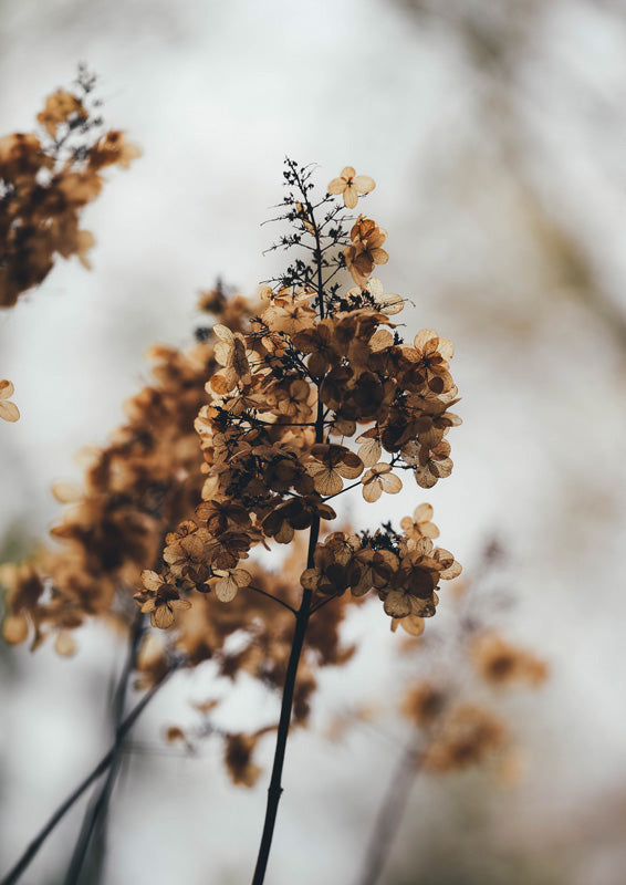 Close-up photo of dried hydrangea blooms in sepia tones against a blurred pale background