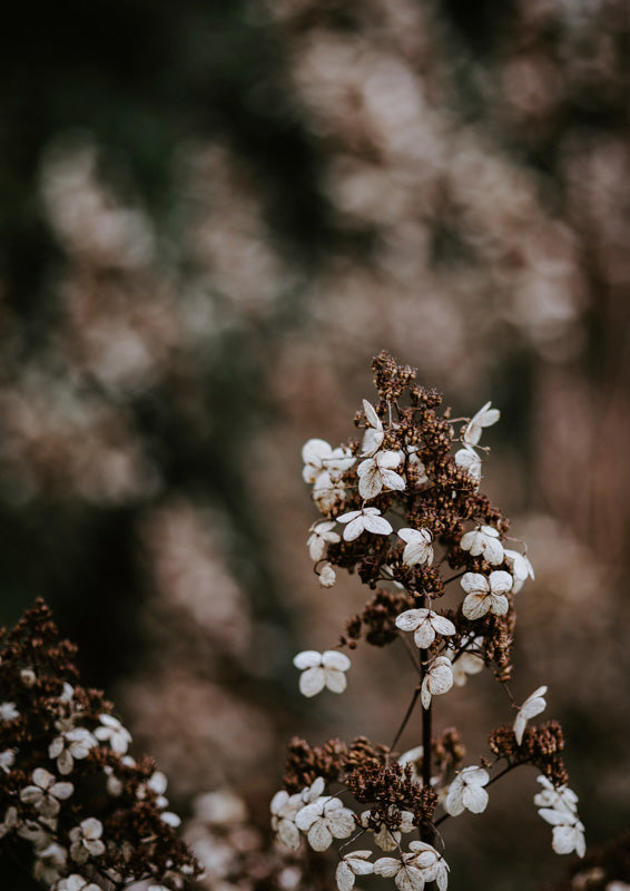 Botanical Hydrangea Sparse 1