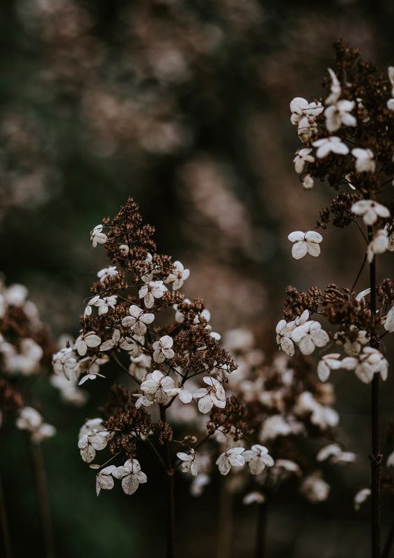 Close-up photo of dried cream and brown hydrangea blooms against a blurred dark green background.