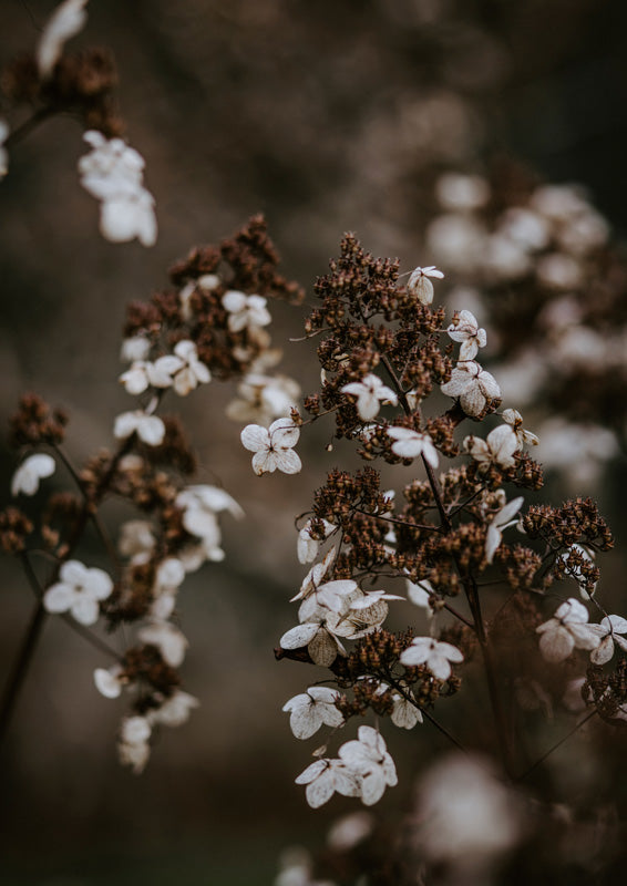 Close-up of dried white hydrangea blooms with brown seed heads against a dark blurred background.
