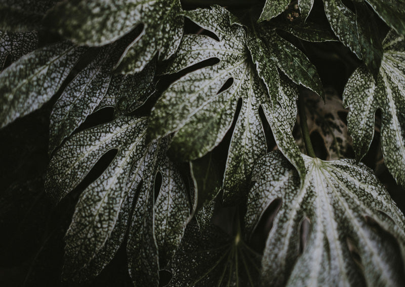 Botanical Leaf Closeup Dark