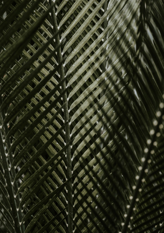Close-up photograph of overlapping palm fronds in sage green and charcoal tones