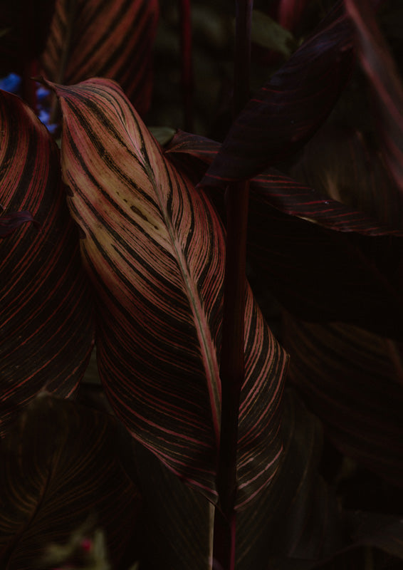 Close-up photograph of striped red and maroon leaves against a dark background