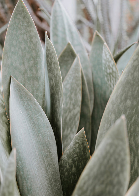 Close-up of pointed sage green succulent leaves with grey mottling and soft blurred background