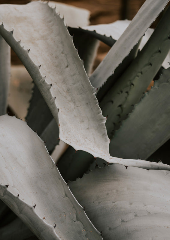 Close-up of layered grey-green agave leaves with serrated edges and soft natural light.