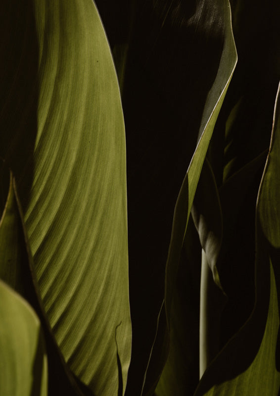 Close-up of tropical leaves with ribbed texture against a dark charcoal background