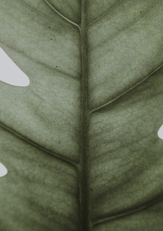 Close-up photograph of a green monstera leaf showing veins and natural holes