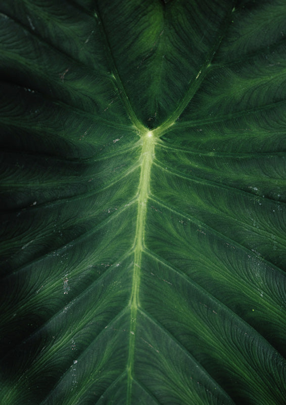 Close-up photograph of a dark green leaf showing detailed vein patterns and texture