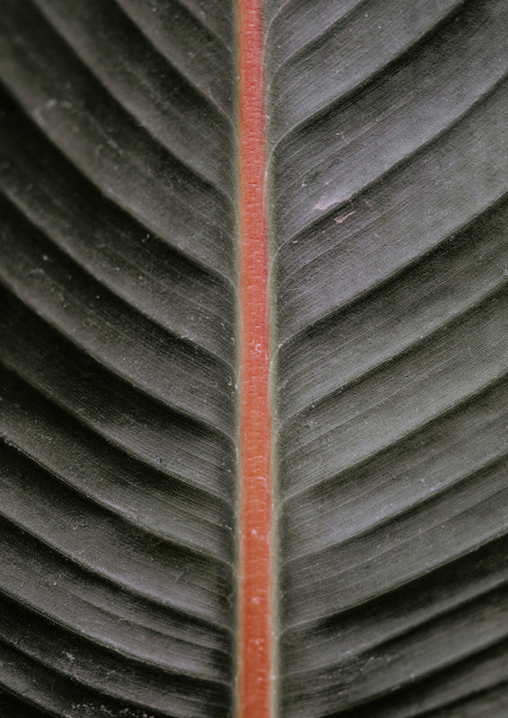 Close-up of a leaf with a bright orange-red vein against dark green ribbed surface